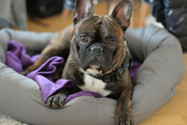 10-dog-breeds-to-avoid-with-children-at-home