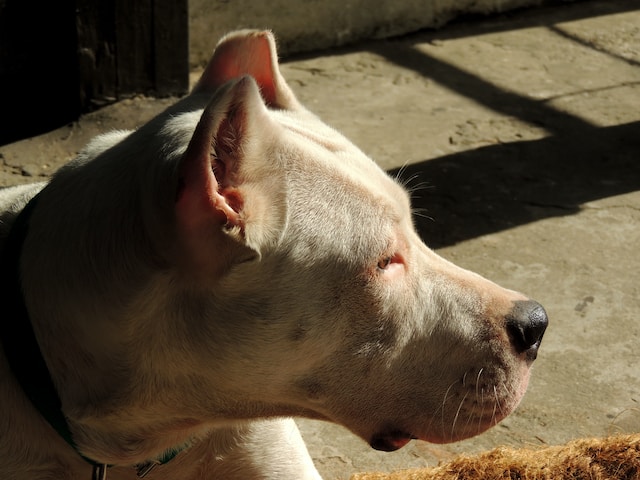 10-dog-breeds-to-avoid-with-children-at-home