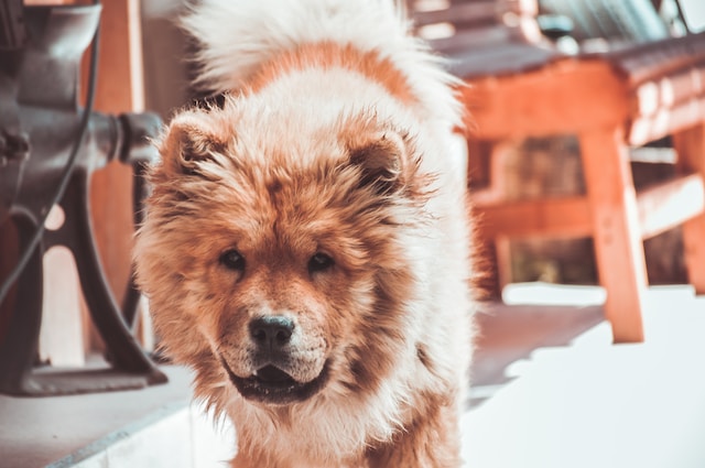 10-dog-breeds-to-avoid-with-children-at-home