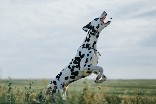10-dog-breeds-to-avoid-with-children-at-home