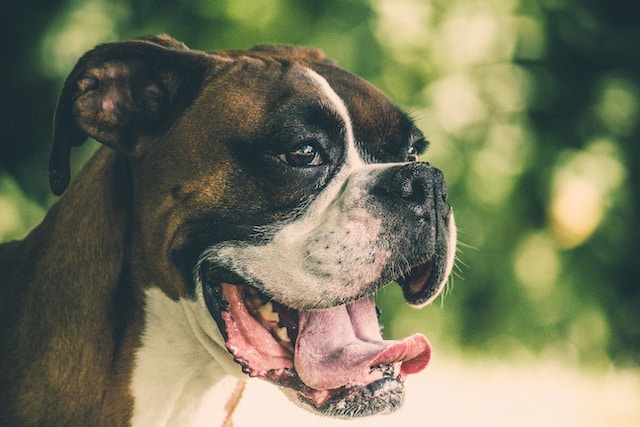 10-dog-breeds-to-avoid-with-children-at-home