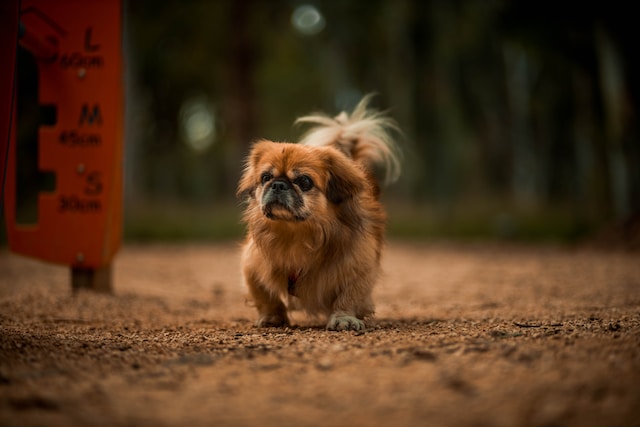 10-dog-breeds-to-avoid-with-children-at-home