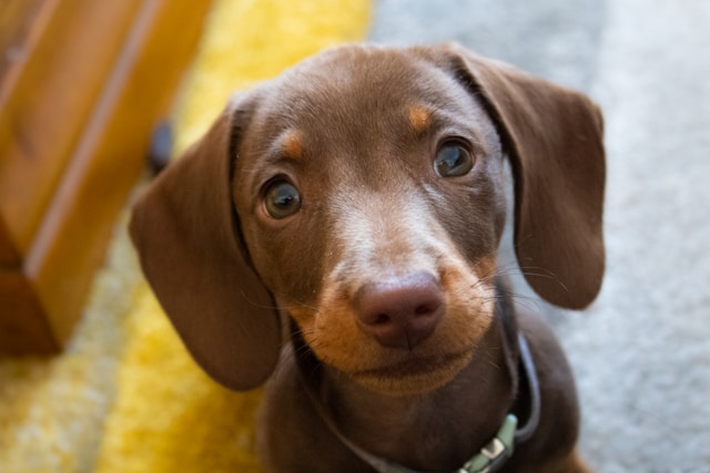 5-longest-living-dog-breeds