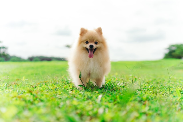 5-longest-living-dog-breeds