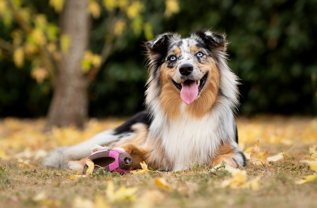 the-most-beloved-names-for-dog-owners