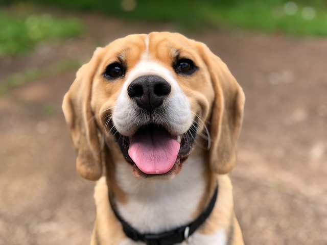 the-most-beloved-names-for-dog-owners