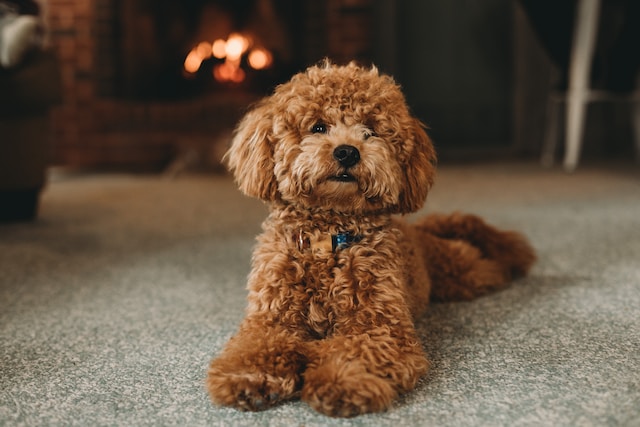 the-most-beloved-names-for-dog-owners