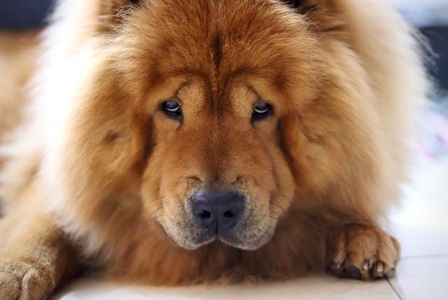 the-most-expensive-dogs-in-usa