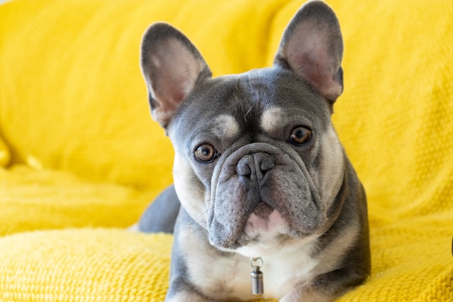 the-most-expensive-dogs-in-usa