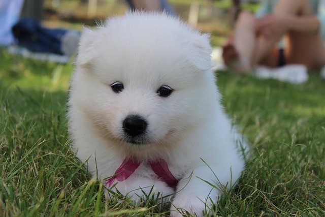 the-most-expensive-dogs-in-usa