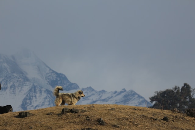 the-most-expensive-dogs-in-usa
