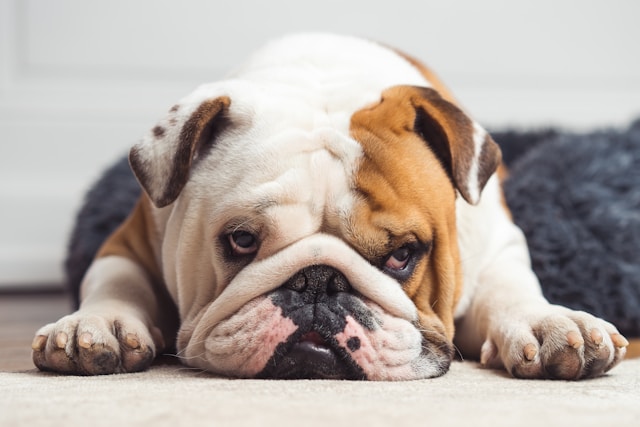 the-most-expensive-dogs-in-usa