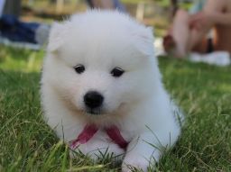 the-most-expensive-dogs-in-usa